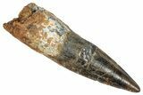 Fossil Spinosaurus Tooth - Real Dinosaur Tooth #348610-1